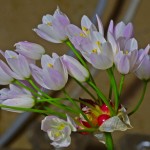 Sementes germinam em silêncio