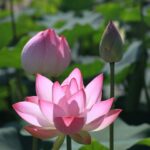 é possível ir além do pessimismo? Flores nascem e renascem