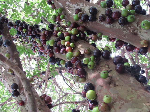 portal - embaixo da jabuticabeira